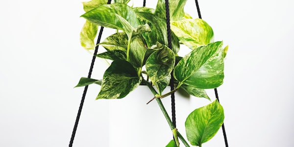 英超联赛曼城队球员庆祝进球瞬间